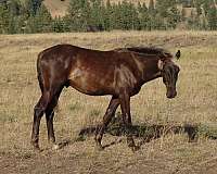 chocolate-curly-colt-stallion