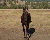chocolate-rmha-colt-stallion