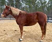 easy-belgian-horse