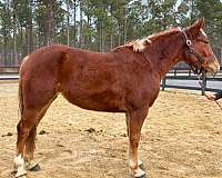 easy-to-ride-belgian-horse