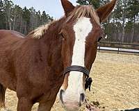 good-manners-belgian-horse