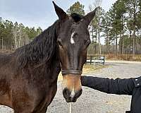 bay-friesian-horse