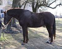 all-around-draft-horse