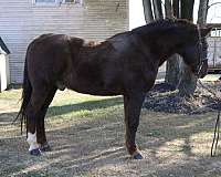 beginner-draft-horse