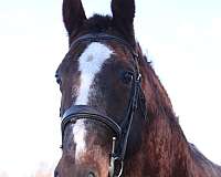 draft-horse