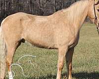 docs-kentucky-mountain-horse