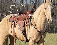 exceptional-kentucky-mountain-horse