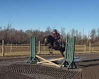 dressage-quarter-horse