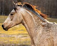 breeding-friesian-horse