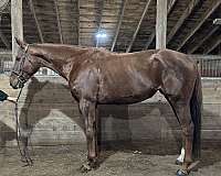 all-around-thoroughbred-horse