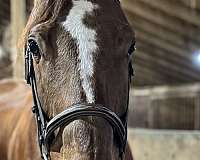 dressage-thoroughbred-horse