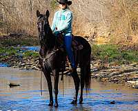 workin-missouri-fox-trotter-horse