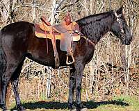 athletic-missouri-fox-trotter-horse