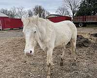 white-therapy-horse