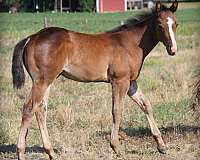 wimpys-little-step-colt