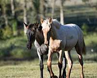 palomino-roan-double-registered-horse