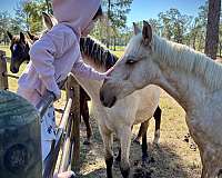 double-registered-colt-mare