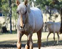 palomino-roan-twhbea-colt-mare