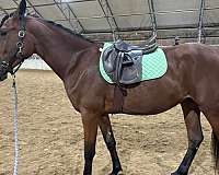 new-hampshire-warmblood-horse