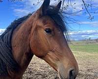 new-hampshire-horse