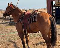 red-dun-stripe-on-back-horse