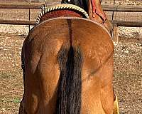 stripe-on-back-horse