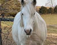 gypsy-vanner-colt