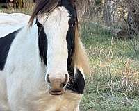 gypsy-vanner-horse-for-sale