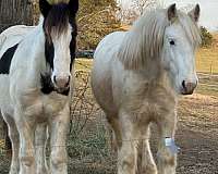 gypsy-vanner-horse