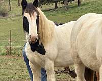 smokey-black-horse-for-sale