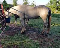 athena-andalusian-horse