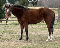 quarter-horse-mare