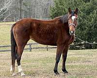 quarter-horse-for-sale