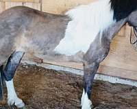 beginner-icelandic-horse