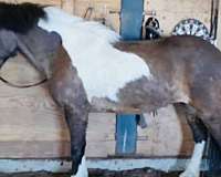 breeding-icelandic-horse