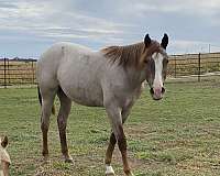 red-roan-blaze-front-left-sock-horse