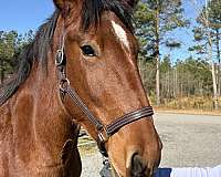 good-manners-draft-horse