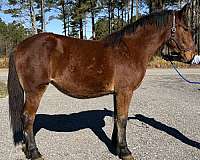 saddles-draft-horse