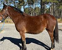 sells-draft-horse