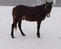 double-registered-gaited-rocky-mountain-horse