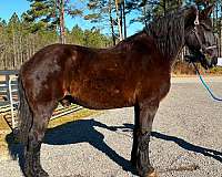 cantering-percheron-horse