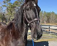 job-percheron-horse