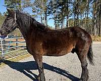 no-issues-percheron-horse