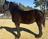 anything-percheron-horse