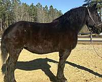 great-manners-percheron-horse