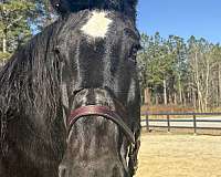 nice-canter-percheron-horse