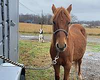 mustang-pony-for-sale