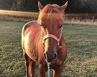 ranch-trail-mustang-pony