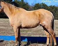 quarter-horse-for-sale