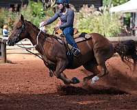 quarter-horse-gelding